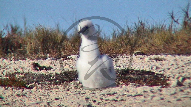 Weißbauchtölpel [Sula leucogaster] -Küken.jpg