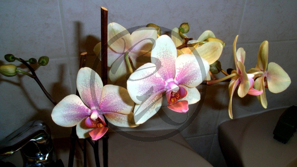 Orchidée_3.jpg