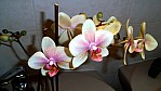 Orchide_3.jpg