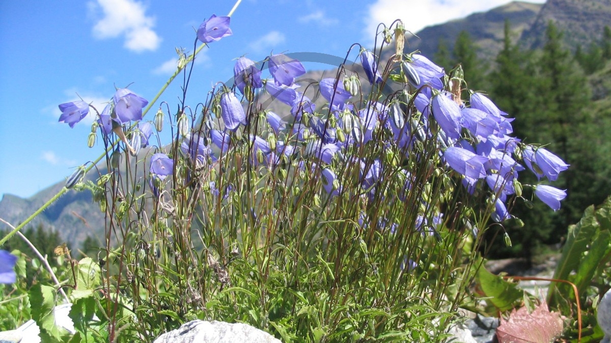 Aostatal Alpenblüten (2005)_193.jpg