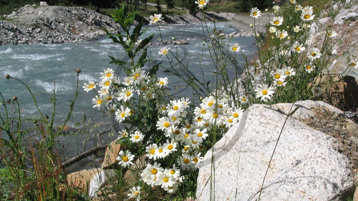 Aostatal Alpenblüten (2005)_218.jpg