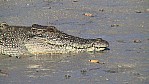 037_Kimberley Cruise - Hunter River, Salzwasser-Krokodil, Kopf (WA-2003-050).jpg