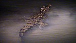 059_Kimberley Cruise - Doubtful Bay, Krokodil bei Nacht (WA-2003-079).jpg
