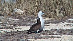 078_Kimberley Cruise - West Lacepede Island, Weibauchtlpel [Sula leucogaster] - Altvogel mit Kken (WA-2003-103).jpg