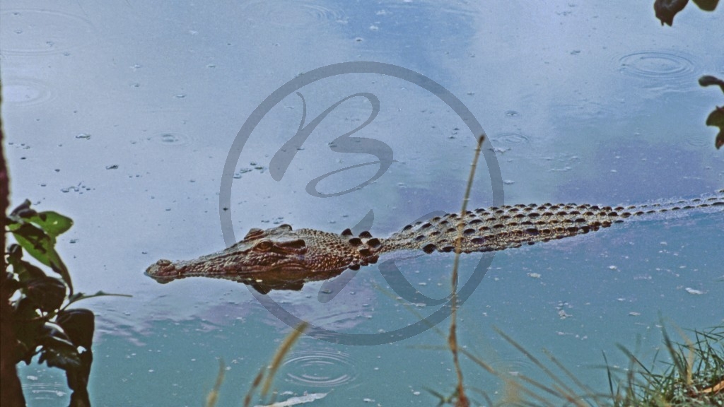 Kakadu Nationalpark - Krokodil_1.jpg