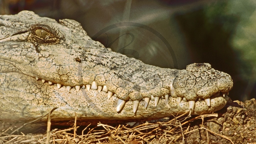Kakadu Nationalpark - Krokodil_2.jpg