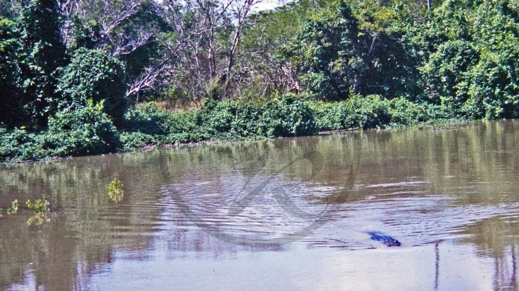 Krokodil - Adelaide River.jpg