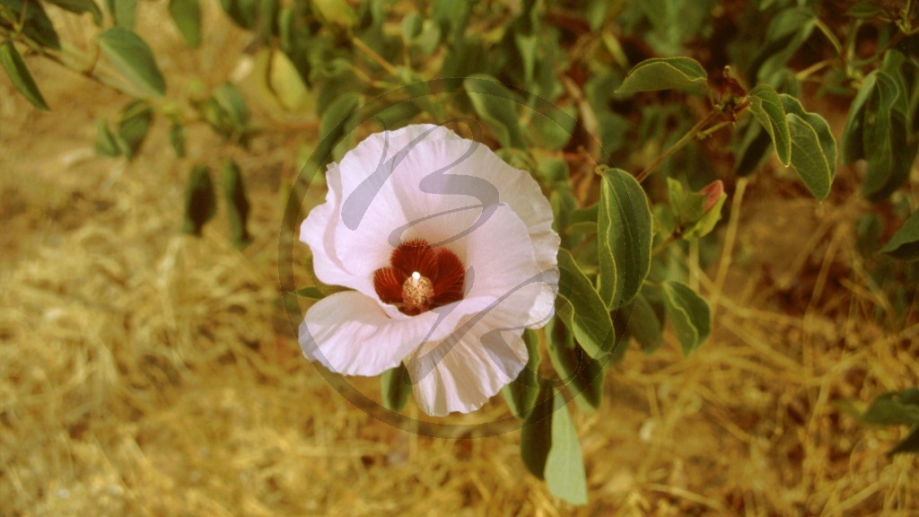 Wüstenrose [Alyogyne hakeaefolia].jpg
