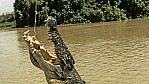 'jumping crocodile'.jpg