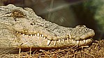 Kakadu Nationalpark - Krokodil_2.jpg