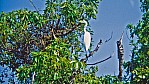 Kakadu Nationalpark - Reiher_1.jpg