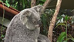 Koala_P100-0280.jpg