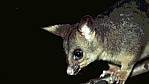 Opossum [Trichosurus arnhemenis]_2.jpg