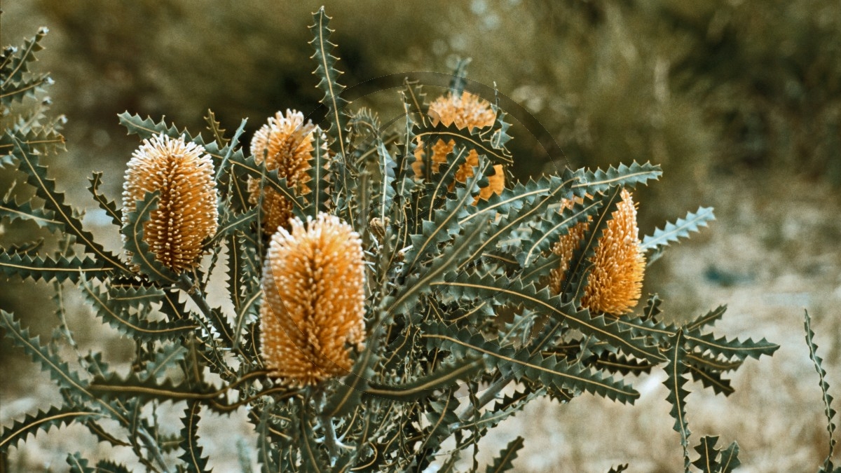 Banksia - Showy banksia - [Banksia speciosa]_D05-18-27.jpg