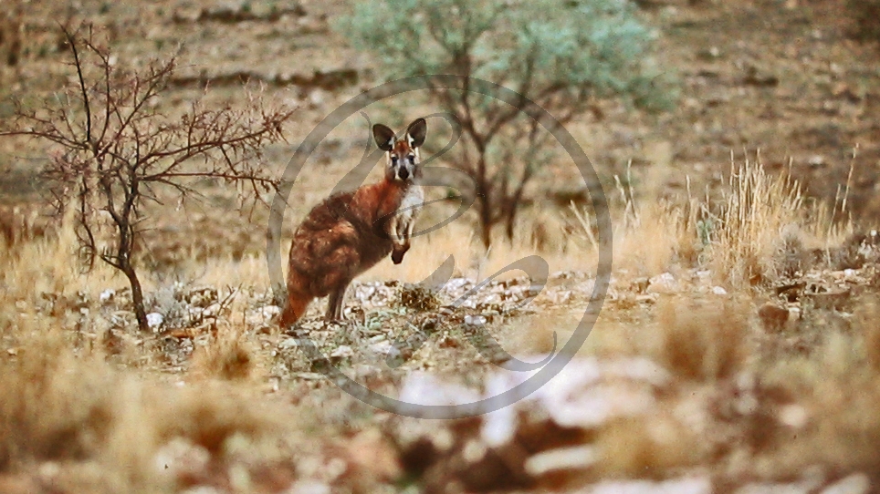 Brachina Gorge - Känguru - Flinders Range Nationalpark_C04-33-25.JPG