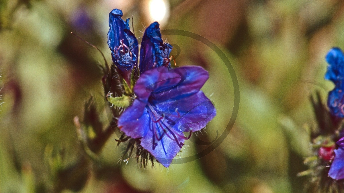 Coorong Nationalpark - blaue Blüte - [unbekannt]_D05-18-15.jpg