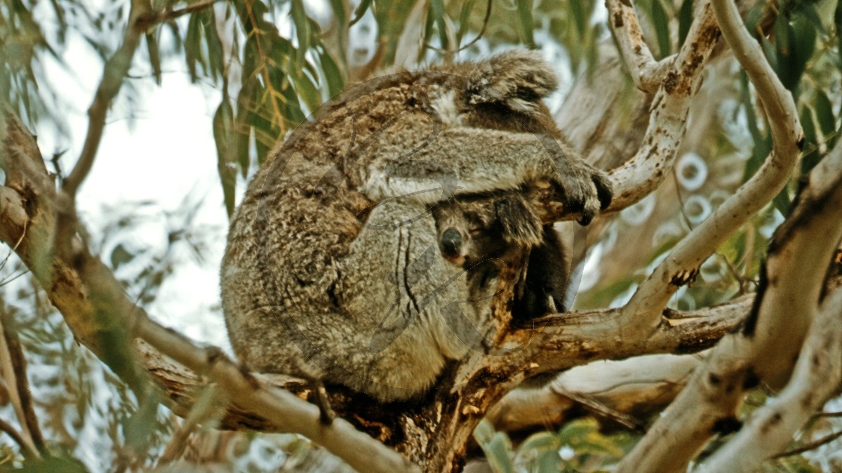 Kangaroo Island - Flinders Chase Nationalpark - Koala_D06-16-08.jpg