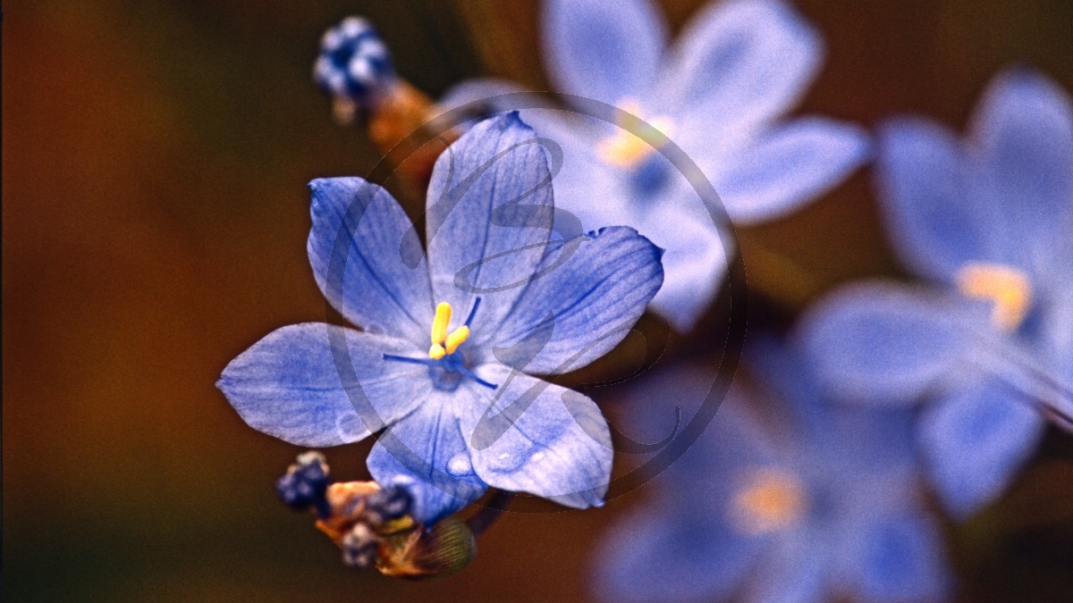 Kangaroo Island - Flinders Chase Nationalpark - blaue Blüte - [Campanulaceae]_D05-18-17.jpg