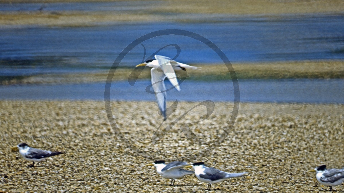Kangaroo Island - Seeschwalben - Fairy Tern - [Sterna nereis]_D06-15-45.jpg