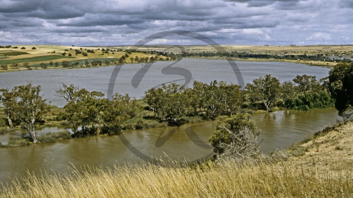 Murray River - Hochwasser bei Bow Hill_C04-24-50.jpg