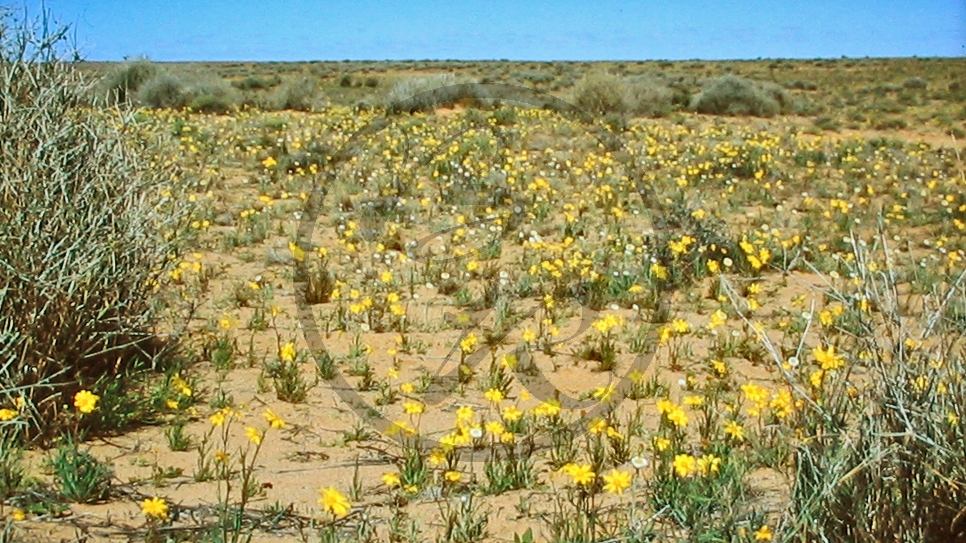 Outback (bei Etadunna) - Blüten (gelb)_C04-30-37.JPG