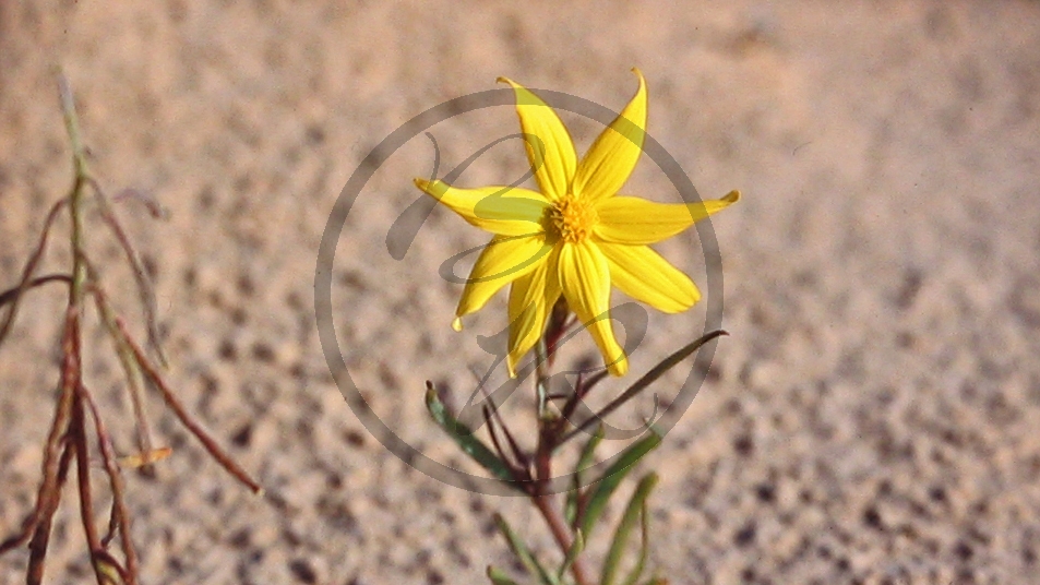 Outback (bei Etadunna) - Sanddüne - Blüte (gelb)_C04-30-49.JPG
