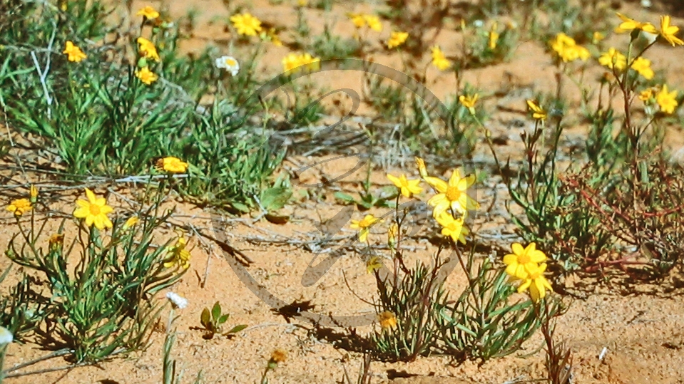 Outback (bei Etadunna) - Sanddüne - Blüten (gelb)_C04-30-38.JPG
