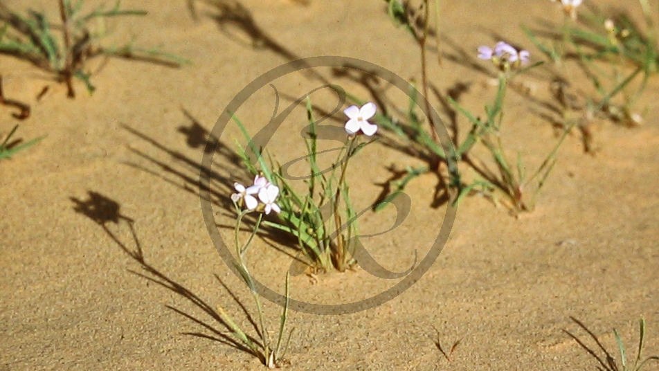 Outback (bei Etadunna) - Sanddüne - Blüten_C04-30-46.JPG