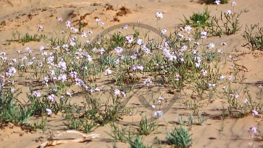Outback (bei Etadunna) - Sanddüne - Blüten_C04-30-47.JPG