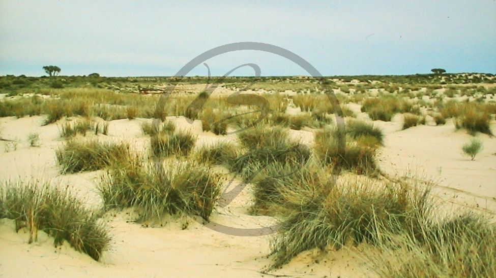Tirari Desert - Outback (bei Etadunna)_C04-31-29.JPG