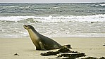 Kangaroo Island - Seal Bay - Seelwen_D06-16-26.jpg