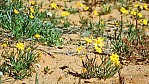 Outback (bei Etadunna) - Sanddne - Blten (gelb)_C04-30-38.JPG