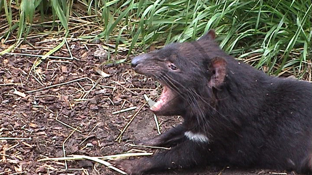 Bicheno Vogelpark Tasmanischer Teufel (2001TAS)_16.jpg