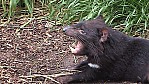 Bicheno Vogelpark Tasmanischer Teufel (2001TAS)_16.jpg