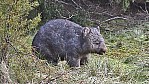 Cradle Mountain NP Wombat (2001TAS)_30.jpg