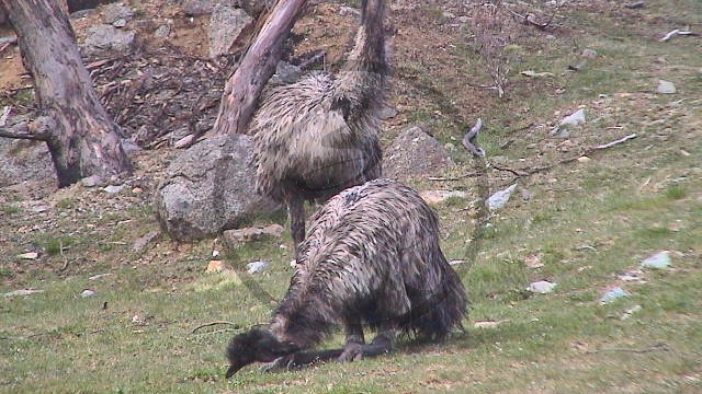 249_Snowy Mountains - Emus junge [Dromaius novaehollandiae] (NSW-2003-360).jpg