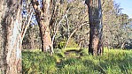 266_Murray River - Echuca, Victoria Park (VIC-2003-384).jpg