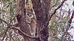 279_Murray River - Renmark, Koala (2003-408).jpg