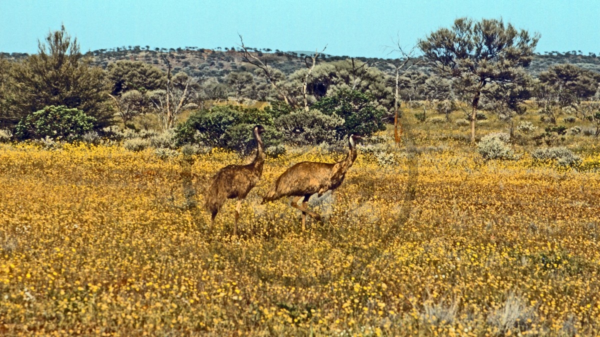 Outback - Blütenteppich - Emus_C04-44-08.jpg